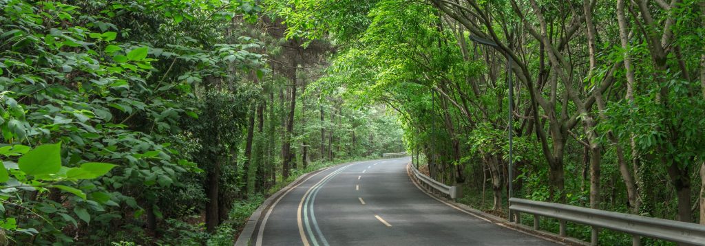 A paved two-lane winding road curving through a dense green forest canopy with lush trees