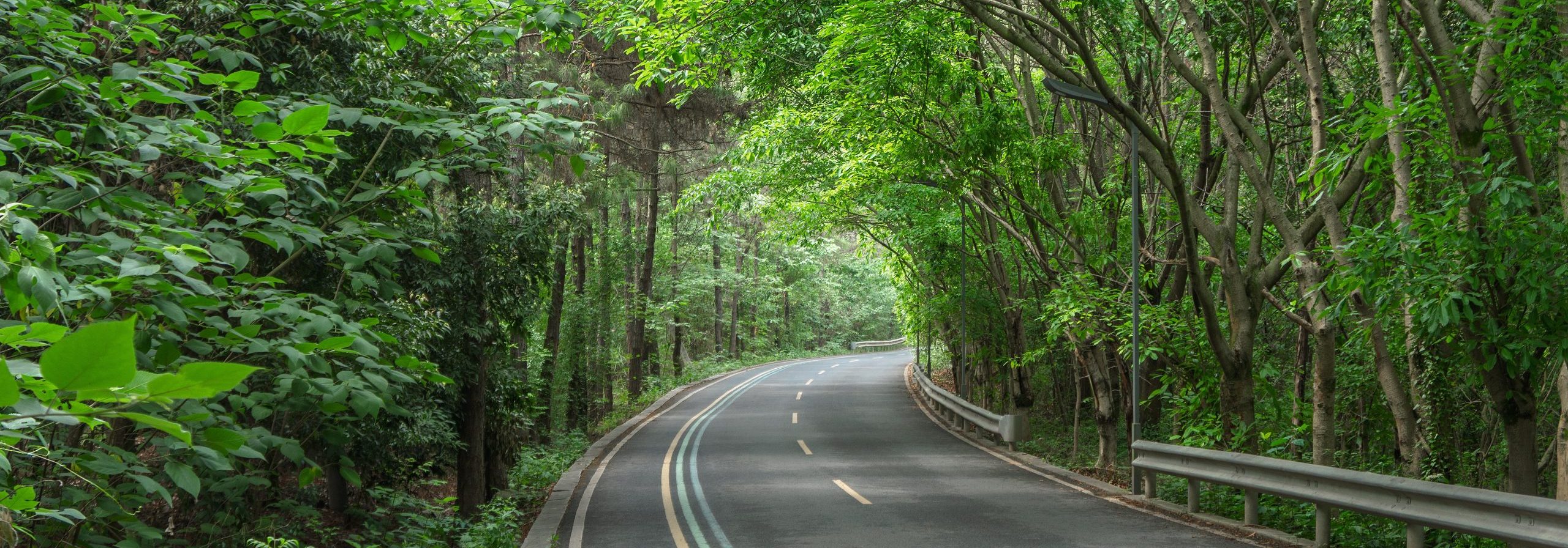 A paved two-lane winding road curving through a dense green forest canopy with lush trees